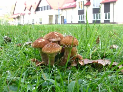 Fotograficzna kronika rozbudowy Specjalnego Ośrodka Szkolno-Wychowawczego w Dobrej w latach 2014–2018 – od rozbiórki starej części, przez kolejne etapy budowy, po gotowe sale i pracownie — zdjęcie 41.