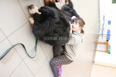 Galeria „Dogoterapia” — zdjęcie 46.